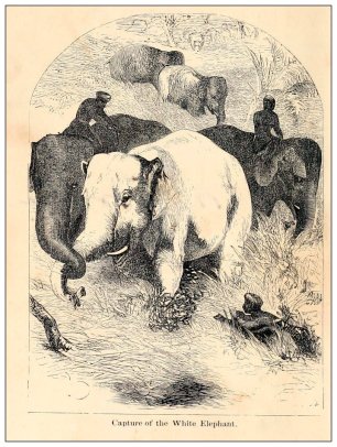 THE WHITE ELEPHANT